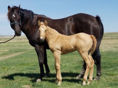 Bueno Macy Reed JW<br>AQHA 5308558